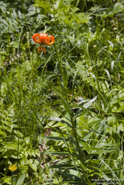 Krainer Lilie, Lilium carniolicum, Liliengewächse (Liliaceae), bewachsener Hang, Tal der sieben Seen, Triglav-Nationalpark, Slowenien