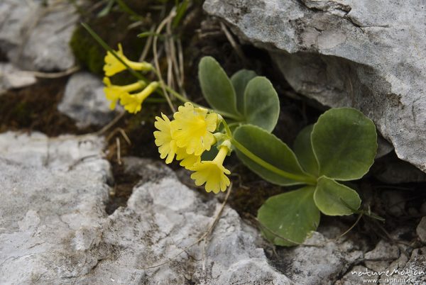 Aurikel, Primula auricula, Primelgewächse (Primulaceae), Felsspalte, Tal der sieben Seen, Triglav-Nationalpark, Slowenien