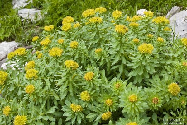 Rosenwurz, Rhodiola rosea, 	Dickblattgewächse (Crassulaceae), blühende Pflanzen, Tal der sieben Seen, Triglav Nationalpark, Slowenien