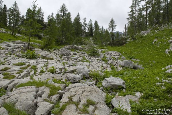 Blockhalde, Kalkfelsen mit lichtem Fichtenwald, Triglav-Nationalpark, Slowenien