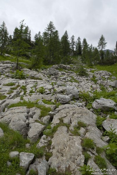 Blockhalde, Kalkfelsen mit lichtem Fichtenwald, Triglav-Nationalpark, Slowenien