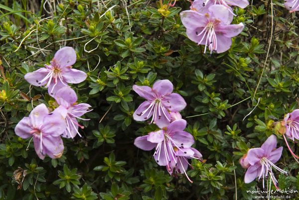 Zwerg-Alpenrose, Rhodothamnus chamaecistus, Heidekrautgewächse (Ericaceae), Tal der sieben Seen, Triglav-Nationalpark, Slowenien