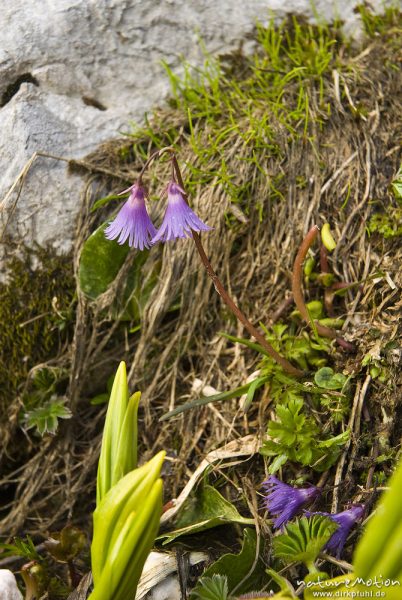 Großes Alpenglöckchen, Alpen-Soldanelle, Soldanella alpina, Primelgewächse (Primulaceae), Tal der sieben Seen, Triglav-Nationalpark, Slowenien