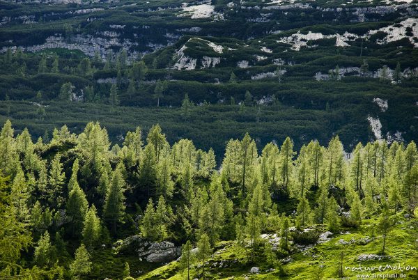 Bergwald, Lärchen im Gegenlicht, Tal der sieben Seen, Triglav-Nationalpark, Slowenien