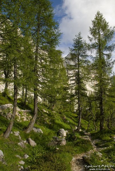 Wanderweg durch Lärchenwald, Tal der sieben Seen, Triglav-Nationalpark, Slowenien