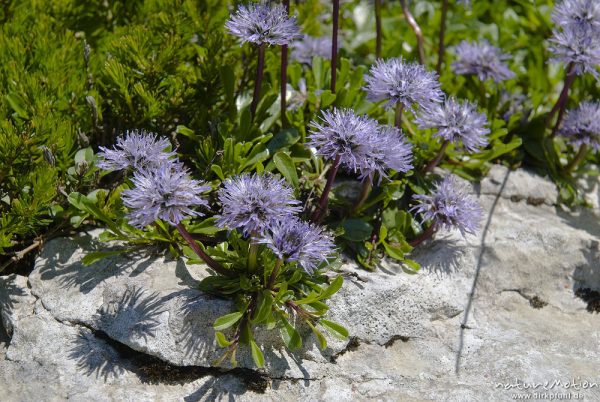 Nackstängelige Kugelblume, Globularia nudicaulis, Wegerichgewächse (Plantaginaceae), Triglav-Nationalpark, Slowenien