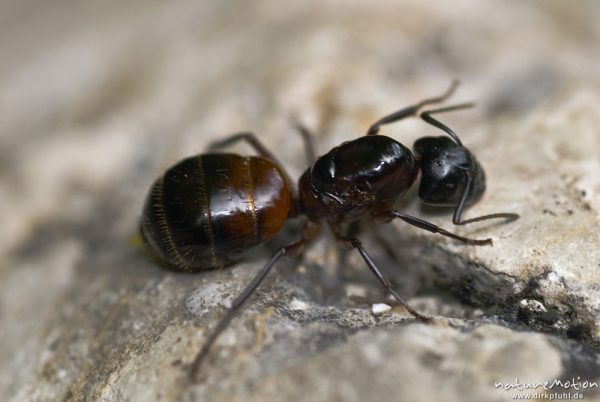 Schwarze Rossameise, Camponotus herculeanus, Ameisen (Formicidae), Weibchen, Arbeiterin, Tal der Mostnica, Triglav-Nationalpark, Slowenien