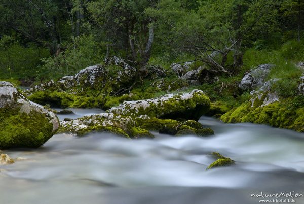 Gebirgsbach mit ausgewaschenen Felsformationen und moosbedeckten Steinen, Tal der Mostnica, Triglav-Nationalpark, Slowenien