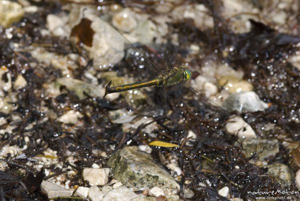 Glänzende Smaragdlibelle, Somatochlora metallica, Falkenlibellen (Corduliidae), Weibchen bei der Eiablage, arttypisch hochgebogene Hinterleibsanhänge und lange Legeröhre, Bohinjer See Wocheiner See, Slowenien