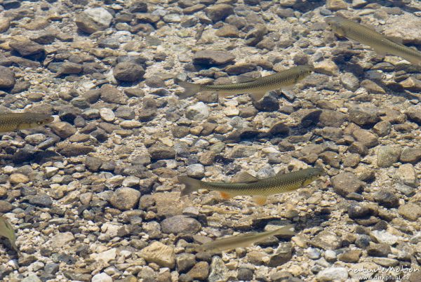 Seeforelle, Salmo trutta lacustris, Forellenfische (Salmonidae), schwimmend im flachen Uferwasser, Bohinjer See Wocheiner See, Slowenien