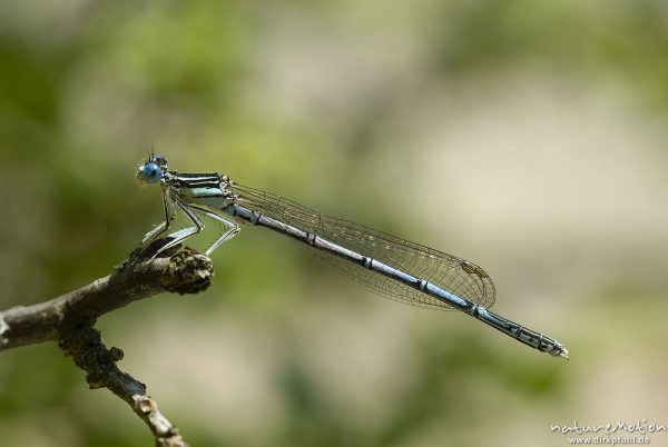 Gemeine Federlibelle, Blaue Federlibelle, Platycnemis pennipes, Platycnemidae, Männchen, Bohinjer See Wocheiner See, Slowenien