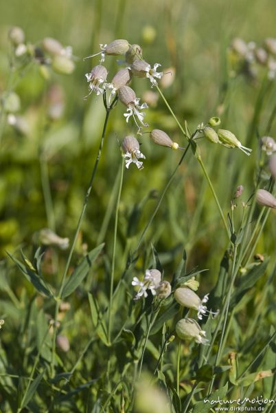 Taubenkropf, Gemeines Leimkraut, Silene vulgaris, Caryophyllaceae, Blüten, Bohinjer See Wocheiner See, Slowenien