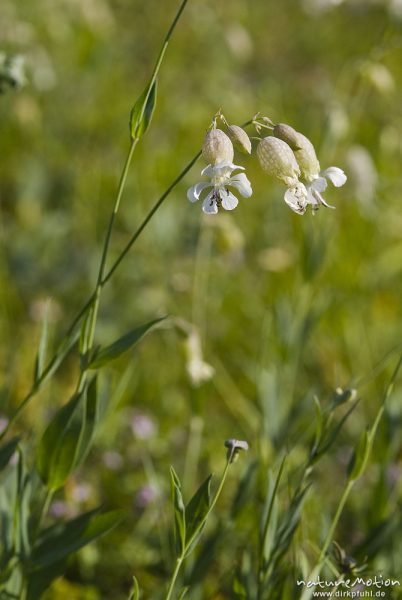 Taubenkropf, Gemeines Leimkraut, Silene vulgaris, Caryophyllaceae, Blüten, Bohinjer See Wocheiner See, Slowenien