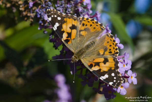 Diestelfalter, Vanessa cardui, Cynthia cardui, Nymphalidae, auf Fliederblüten, Göttingen, Deutschland