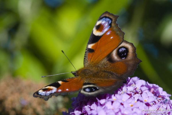 Tagpfauenauge, Inachis io, Nymphalidae, auf Fliederblüten, Göttingen, Deutschland