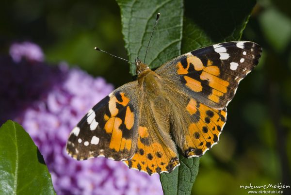 Diestelfalter, Vanessa cardui, Cynthia cardui, Nymphalidae, auf Fliederblüten, Göttingen, Deutschland