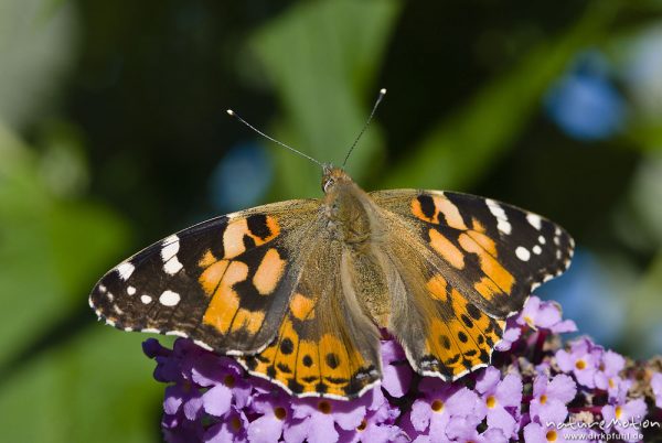 Diestelfalter, Vanessa cardui, Cynthia cardui, Nymphalidae, auf Fliederblüten, Göttingen, Deutschland