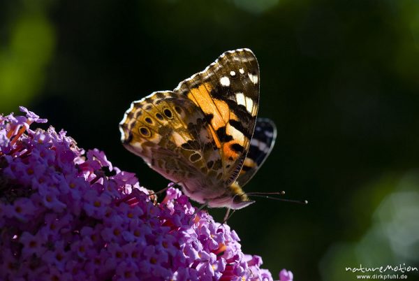 Diestelfalter, Vanessa cardui, Cynthia cardui, Nymphalidae, auf Fliederblüten, Göttingen, Deutschland