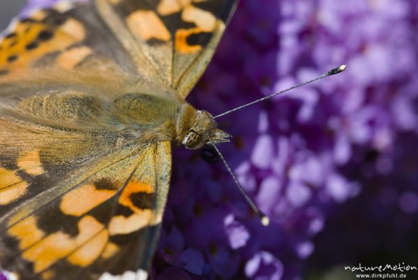 Diestelfalter, Vanessa cardui, Cynthia cardui, Nymphalidae, auf Fliederblüten, Göttingen, Deutschland