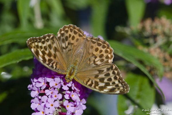 Kaisermantel, Argynnis paphia f. valesina, Nymphalidae, Weibchen, in grauer Form, auf Fliederblüten, Göttingen, Deutschland