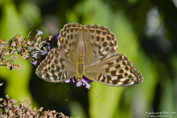 Kaisermantel, Argynnis paphia f. valesina, Nymphalidae, Weibchen, in grauer Form, auf Fliederblüten, Göttingen, Deutschland