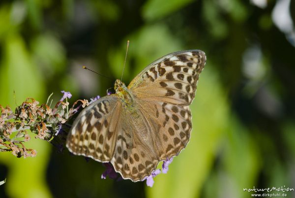 Kaisermantel, Argynnis paphia f. valesina, Nymphalidae, Weibchen, in grauer Form, auf Fliederblüten, Göttingen, Deutschland