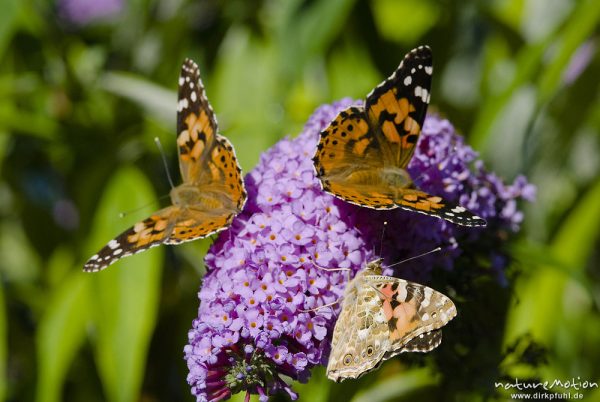 Diestelfalter, Vanessa cardui, Cynthia cardui, Nymphalidae, auf Fliederblüten, Göttingen, Deutschland