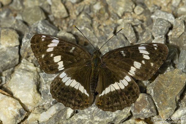 Kleiner Eisvogel, Limenitis camilla, Nymphalidae, auf Waldweg, sich sonnend, Göttingen, Deutschland