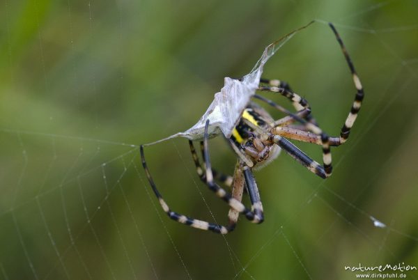 Wespenspinne, Argiope bruenechii, Araneidae, Weibchen, im Netz, wickelt Beute ein (Zikade), Cheliceren, Tripkenpfuhl, Göttingen, Deutschland