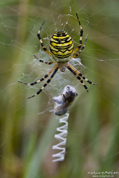 Wespenspinne, Argiope bruenechii, Araneidae, Weibchen, im Netz, mit frisch eingwickelter Beute (Zika, Göttingen, Deutschland