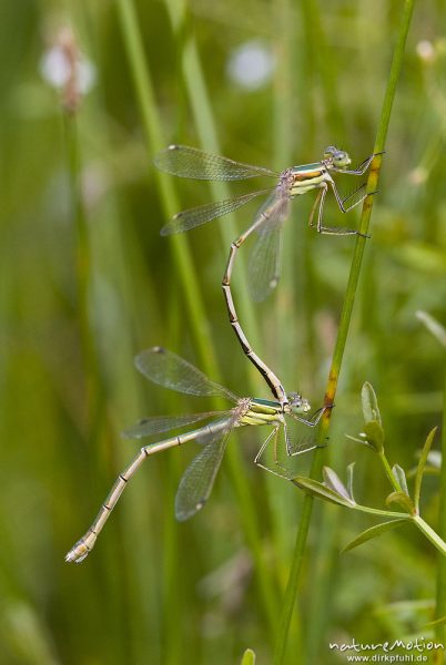 Südliche Binsenjungfer, Lestes barbarus, Teichjungfern (Lestidae), Paar, Tandem an Binsenhalm, Seitenansicht, Tripkenpfuhl, Art ist normalerweise seltener Gast aus Südeuropa, Göttingen, Deutschland