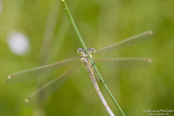 Südliche Binsenjungfer, Lestes barbarus, Teichjungfern (Lestidae), Männchen eines Tandems, an Binsenhalm, von vorn, Tripkenpfuhl, Art ist normalerweise seltener Gast aus Südeuropa, Göttingen, Deutschland