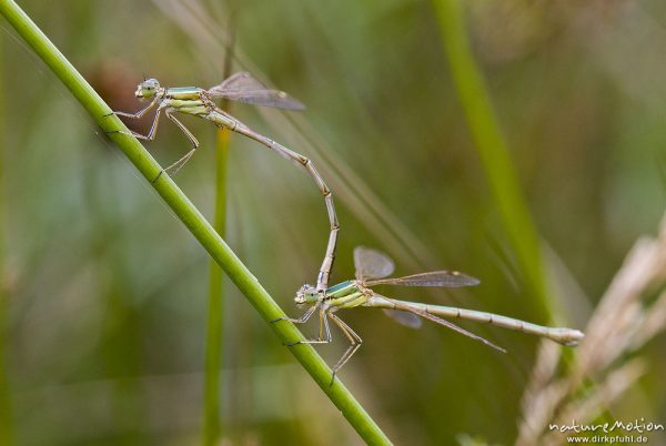 Südliche Binsenjungfer, Lestes barbarus, Teichjungfern (Lestidae), Paar, Tandem an Binsenhalm, Seitenansicht, Tripkenpfuhl, Art ist normalerweise seltener Gast aus Südeuropa, Göttingen, Deutschland