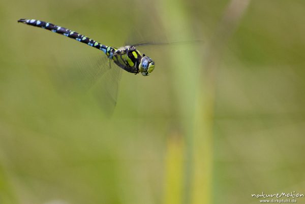 Blaugrüne Mosaikjungfer, Aeshna cyanea, Aeshnidae, Männchen, im Flug, Tripkenpfuhl, Göttingen, Deutschland