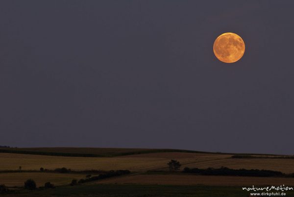Mond, Vollmond, kupferfarben, kurz nach Mondaufgang über Getreidefelder, Leineauen, Göttingen, Deutschland