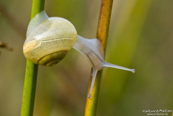 Garten-Bänderschnecke, Cepaea hortensis, Helicidae, Tier hangelt sich von einem Binsenhalm zum nächsten, Tripkenpfuhl, Focus Stacking, Göttingen, Deutschland