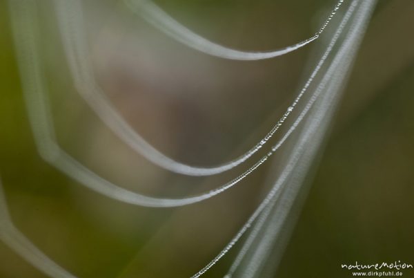 Spinnennetz mit Tautropfen, Radnetz, Ausschnitt, Kreuzspinne, Tripkenpfuhl, Göttingen, Deutschland