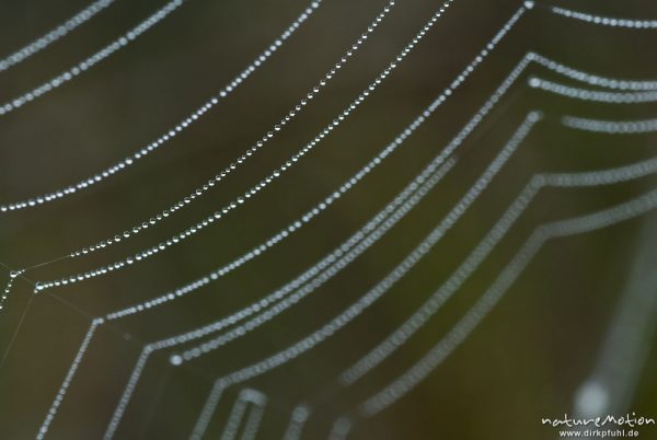 Spinnennetz mit Tautropfen, Radnetz, Ausschnitt, Kreuzspinne, Tripkenpfuhl, Göttingen, Deutschland