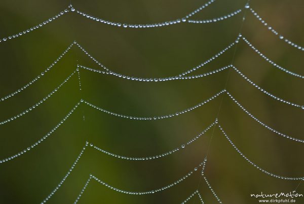 Spinnennetz mit Tautropfen, Radnetz, Ausschnitt, Kreuzspinne, Tripkenpfuhl, Göttingen, Deutschland