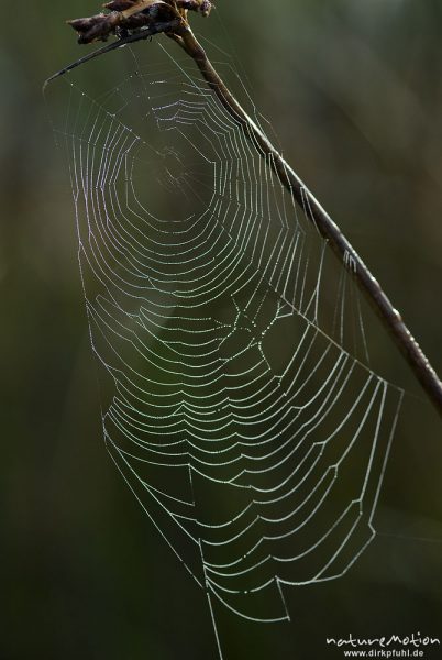 Spinnennetz mit Tautropfen, Radnetz, Kreuzspinne, Tripkenpfuhl, Göttingen, Deutschland