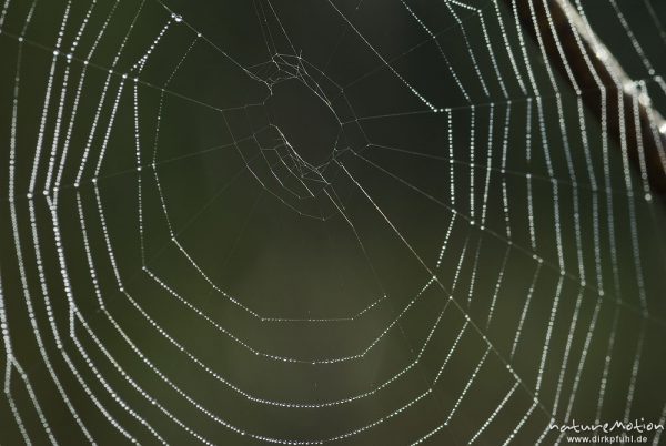 Spinnennetz mit Tautropfen, Radnetz, Ausschnitt, Kreuzspinne, Tripkenpfuhl, Göttingen, Deutschland