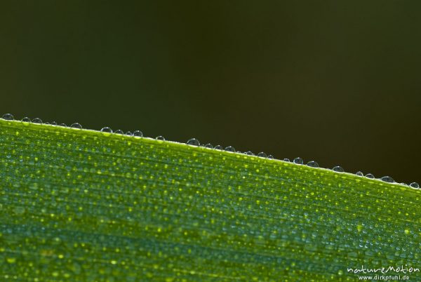 Tautropfen an der Kante eines Grashalms, Tripkenpfuhl, Göttingen, Deutschland