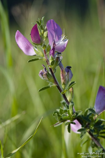 Dornige Hauhechel (Weiberkrieg, Eindorn), Ononis spinosa, Hülsenfrüchtler (Fabaceae), Kerstlingeröder Feld, Göttingen, Deutschland