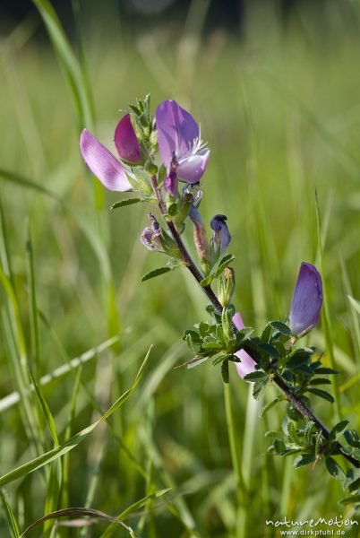 Dornige Hauhechel (Weiberkrieg, Eindorn), Ononis spinosa, Hülsenfrüchtler (Fabaceae), Kerstlingeröder Feld, Göttingen, Deutschland