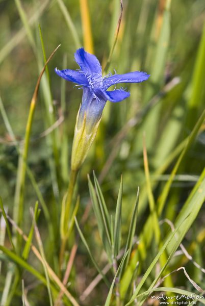 Gewöhnlicher Fransenenzian (Gefranster Enzian), Gentianopsis ciliata (Gentianella ciliata, Gentiana ciliata), Enziangewächse (Gentianaceae), Kerstlingeröder Feld eingeben, Göttingen, Deutschland