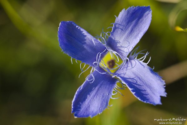 Gewöhnlicher Fransenenzian (Gefranster Enzian), Gentianopsis ciliata (Gentianella ciliata, Gentiana ciliata), Enziangewächse (Gentianaceae), Blüte, Kerstlingeröder Feld eingeben, Göttingen, Deutschland