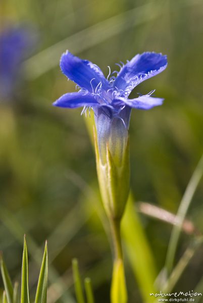 Gewöhnlicher Fransenenzian (Gefranster Enzian), Gentianopsis ciliata (Gentianella ciliata, Gentiana ciliata), Enziangewächse (Gentianaceae), Blüte, Kerstlingeröder Feld eingeben, Göttingen, Deutschland