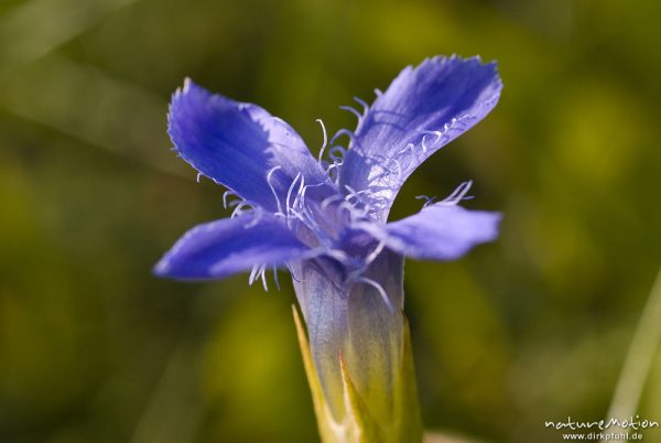 Gewöhnlicher Fransenenzian (Gefranster Enzian), Gentianopsis ciliata (Gentianella ciliata, Gentiana ciliata), Enziangewächse (Gentianaceae), Blüte, Kerstlingeröder Feld eingeben, Göttingen, Deutschland