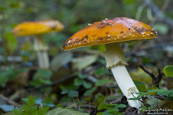 Fliegenpilz, Amanita muscaria, Knollenblätterpilzartige (Amanitaceae), möglicherweise var. Formosa, Ufer des Käbelicksee mit Birkenwald 
(siehe auch 070_5489 mit anderer Schärfeebene), Kratzeburg, Deutschland