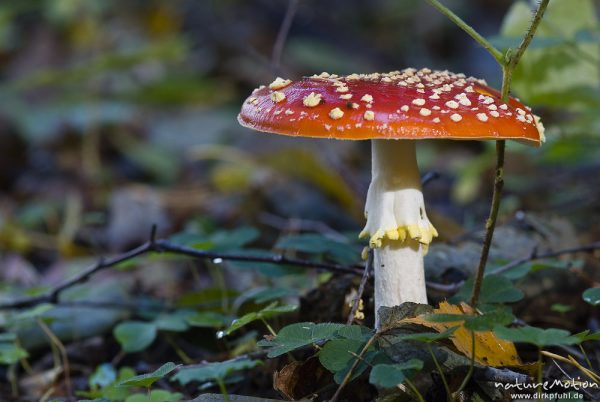 Fliegenpilz, Amanita muscaria, Knollenblätterpilzartige (Amanitaceae), Ufer des Käbelicksee mit Birkenwald, Kratzeburg, Deutschland